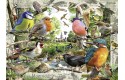 Thumbnail of our-feathered-friends-----1000_431260.jpg