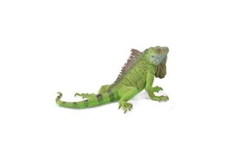 CollectA Iguana figure 88965